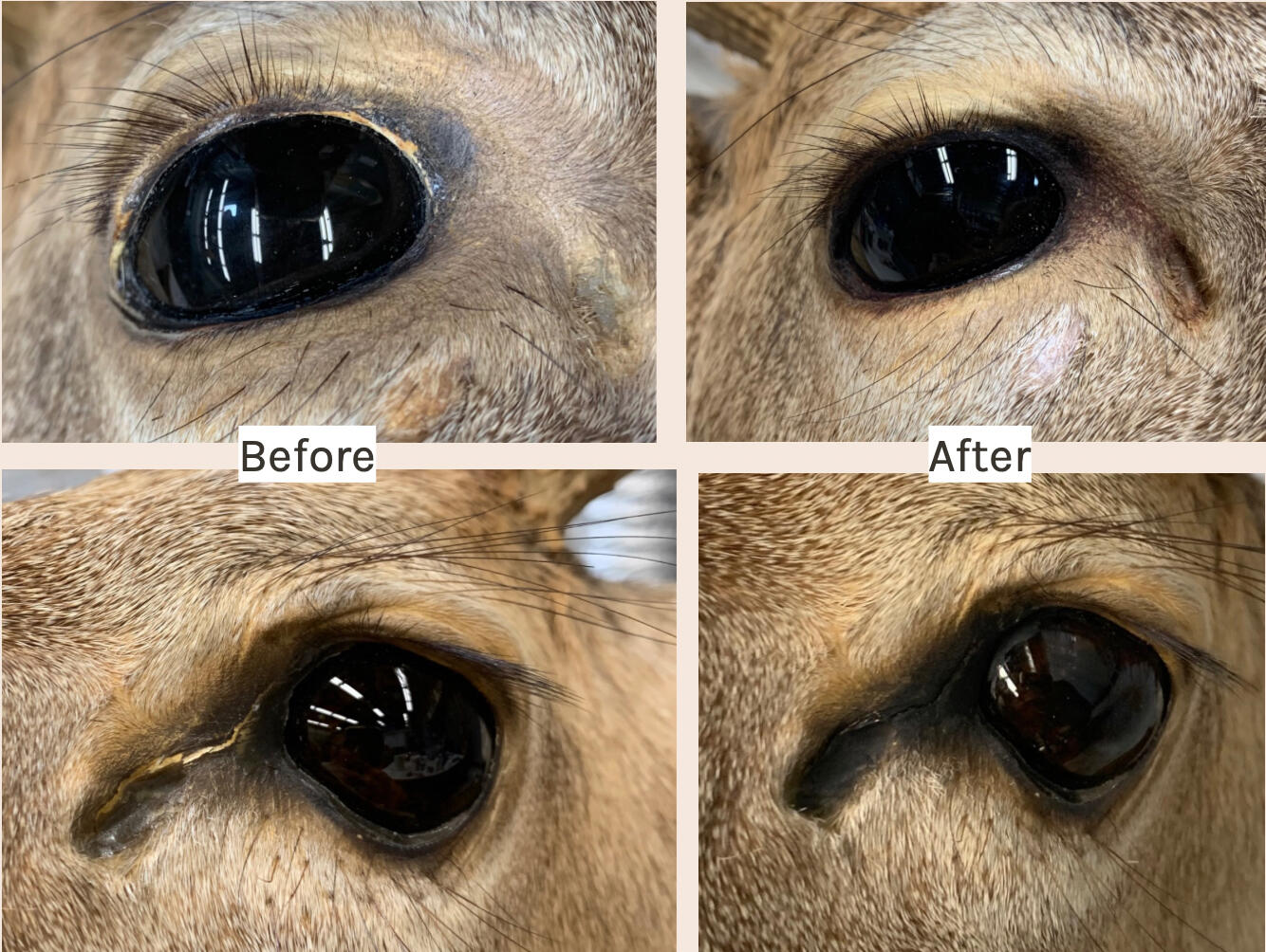 Taxidermy Restoration