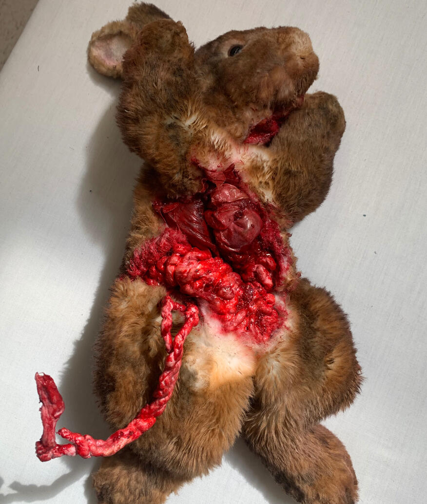 Fefu Rabbit Fefu Rabbit